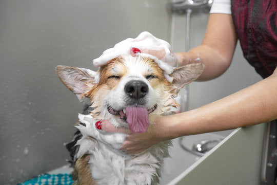 A Stress-Free Pet Grooming Routine for Beginners