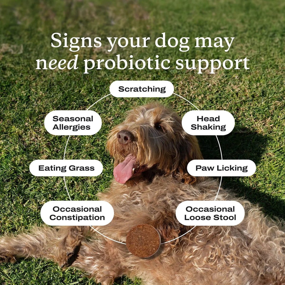Probiotic Chews for Dogs, Beef Flavor, Gut Health, Digestive & Seasonal Wellness Support - Bond Well Supplies