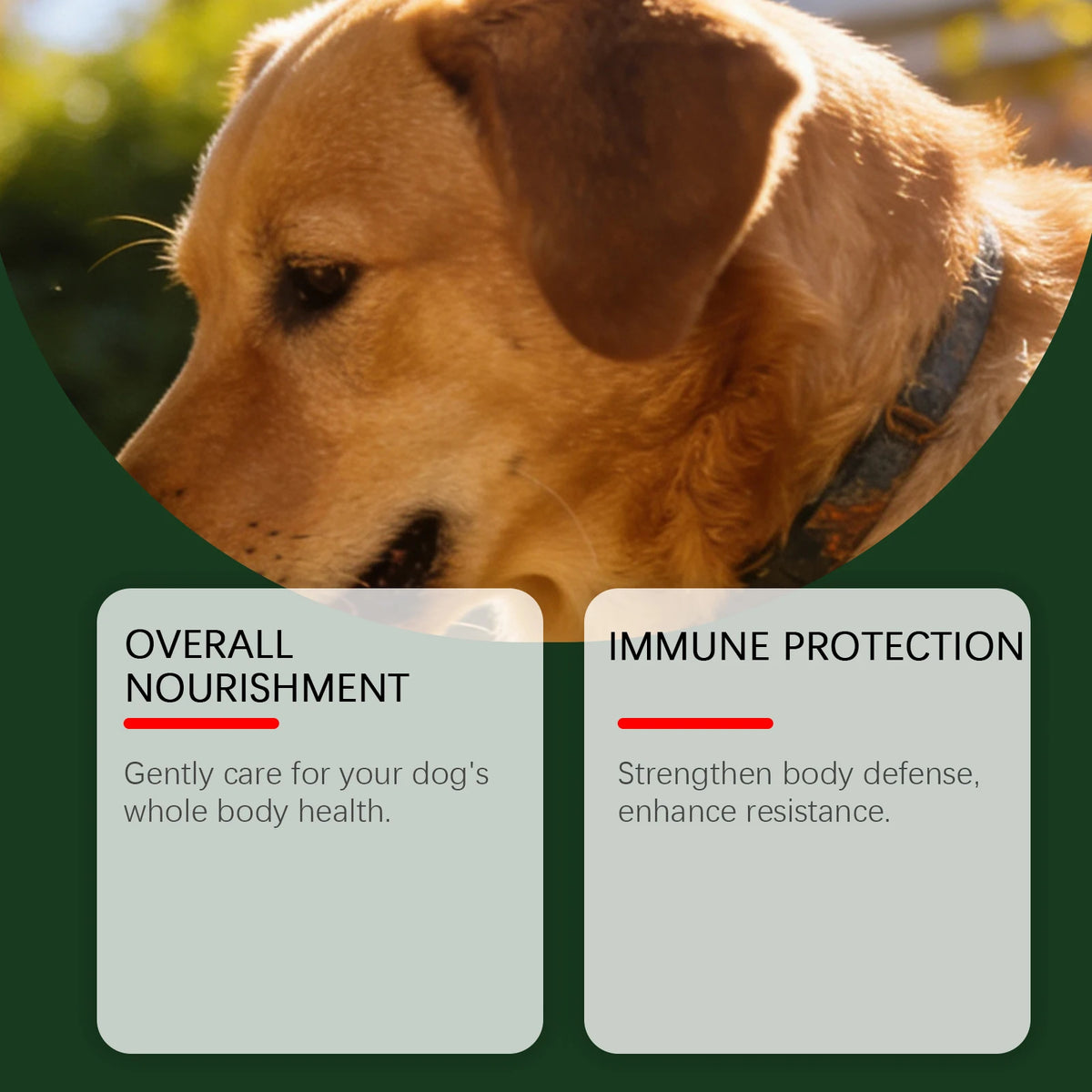 Dog Nutrition Powder, Digestive & Gut Health Support Supplement for Daily Wellness - Bond Well Supplies