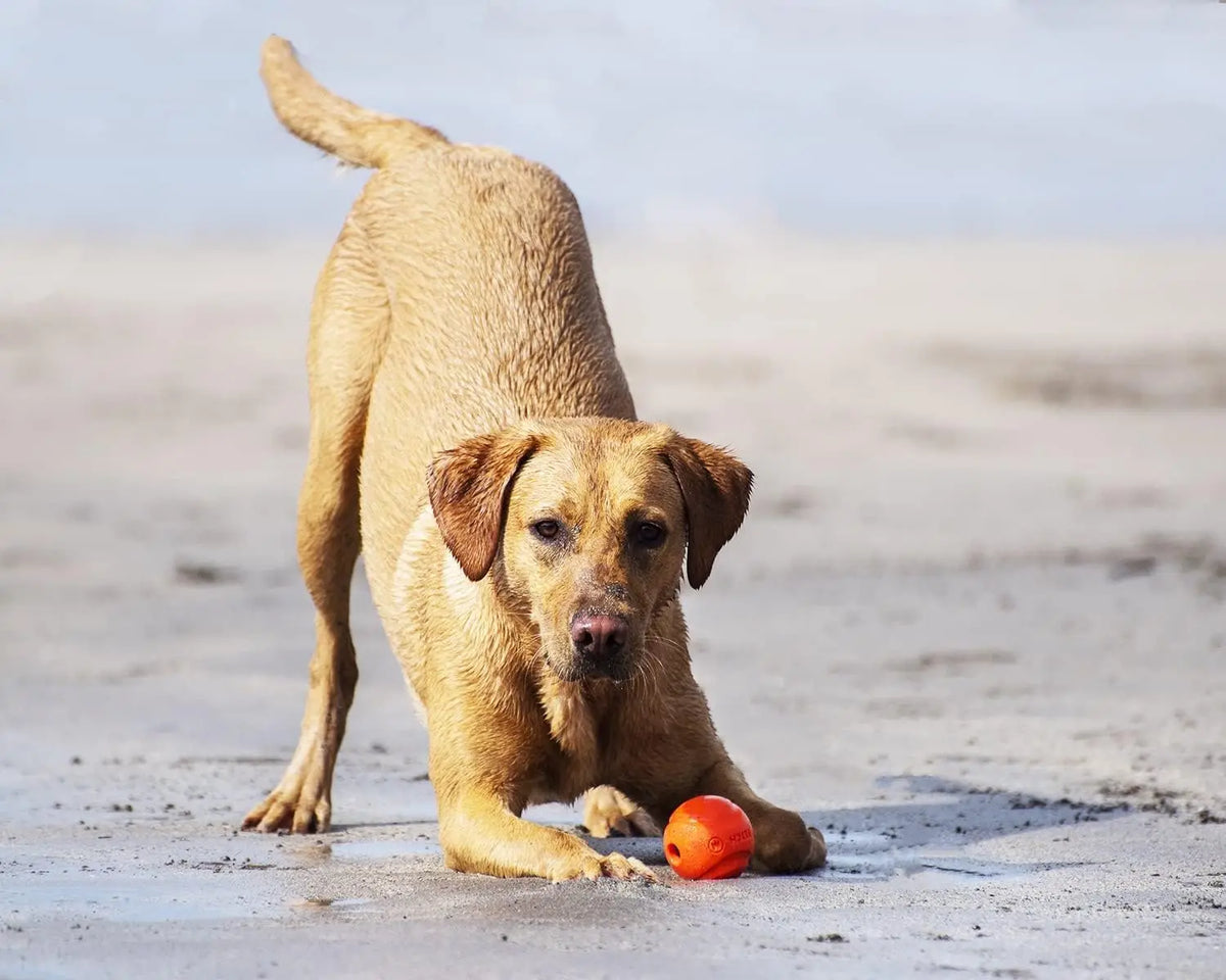 Rubber Puppy Treat Dispensing Ball, Molar Chew Toy with Squeaky Bell Sound for Training SEO-Optimized - Bond Well Supplies