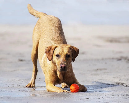 Rubber Puppy Treat Dispensing Ball, Molar Chew Toy with Squeaky Bell Sound for Training SEO-Optimized - Bond Well Supplies