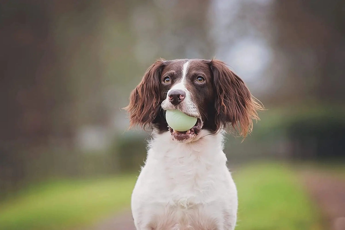 Rubber Puppy Treat Dispensing Ball, Molar Chew Toy with Squeaky Bell Sound for Training SEO-Optimized - Bond Well Supplies